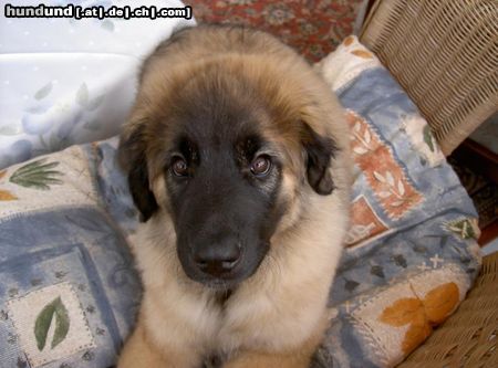 Leonberger Hunde Foto 19178 Leonberger (d)ina 3 Monate