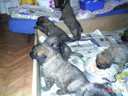 Leonberger Hunde Foto 29470 Leonberger das ist e Eik
