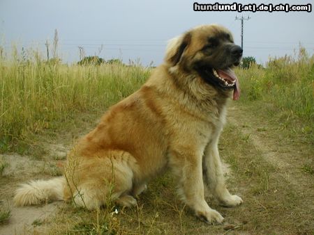 Leonberger Hunde Foto 5044 Leonberger CH. Breddy Sedmidomky -rüde