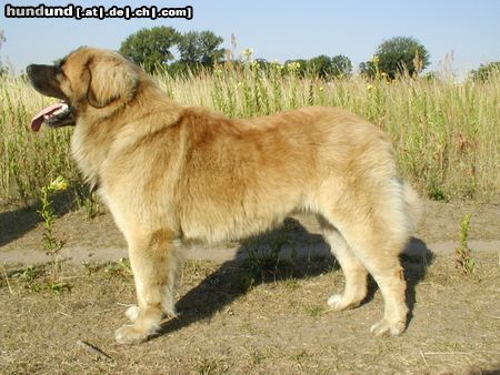 Leonberger Hunde Foto 5043 Leonberger CH. Breddy Sedmidomky -rüde