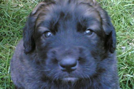 Leonberger Hunde Foto 35322 Leonberger 3 Wochen alter Welpe