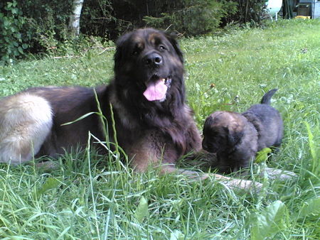 Leonberger Hunde Foto 35323 Leonberger Vater und Sohn (1 Monat alt)