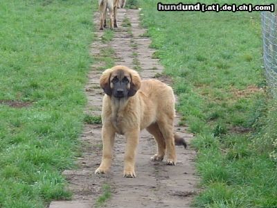Leonberger Hunde Foto 18202 in höherer Auflösung ansehen Leonberger bin ich nicht shon