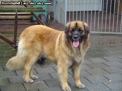 Leonberger Hunde Foto 18195 in höherer Auflösung ansehen Leonberger der leonberger