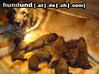 Leonberger Hunde Foto 18203 in höherer Auflösung ansehen Leonberger lekker trinken bei mutty