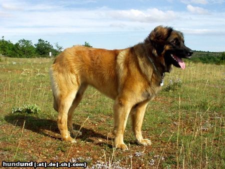 Leonberger Cora in Südfrankreich