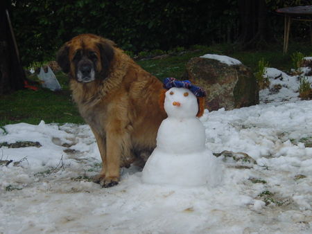 Leonberger Hunde Foto 31970 in höherer Auflösung ansehen Leonberger schneemann