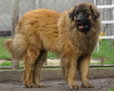 Leonberger Poland Junior Champion ,Poland Junior Winner 2007, Middle and Eastern European Junior Winner 2007