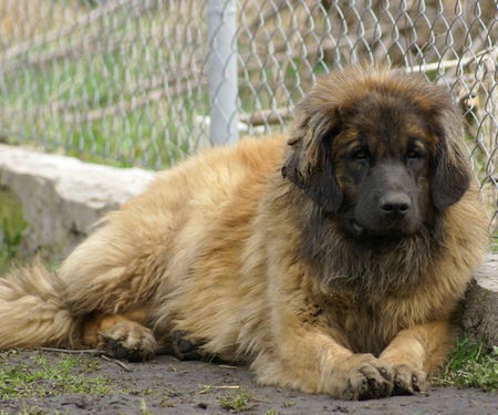 Leonberger