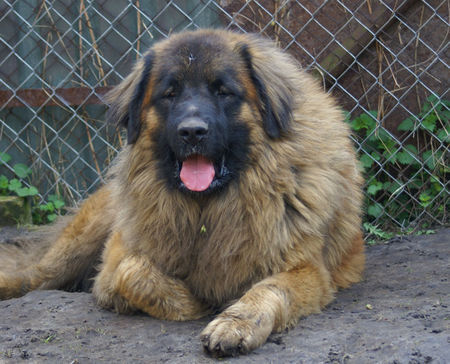 Leonberger Hunde Foto 42769 in höherer Auflösung ansehen Leonberger Poland Junior Champion ,Poland Junior Winner 2007, Middle and Eastern European Junior Winner 2007