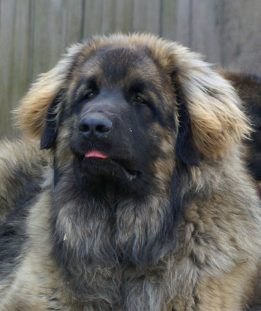 Leonberger