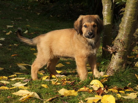 Leonberger Toni (Leonbergermix) im Kleinformat