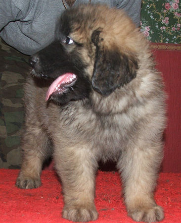 Leonberger Puppies from Leo Grande Cuore FCI