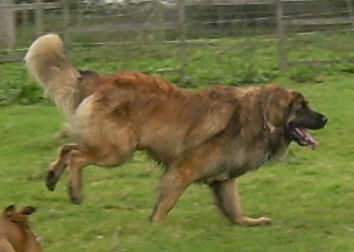 Leonberger Hunde Foto 37624 in höherer Auflösung ansehen Leonberger Zum fröhlichen bewerten: