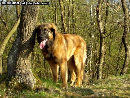 Leonberger Hunde Foto 6491 Leonberger Unsere Cora im Alter von 6 Monaten