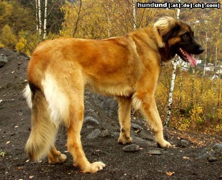 Leonberger Hunde Foto 6624 Leonberger Cora