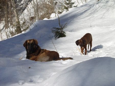Leonberger Hunde Foto 30241 in höherer Auflösung ansehen Leonberger Dora + Ginny 11 + 10 Mte
