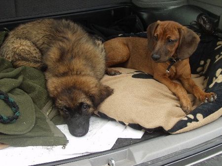 Leonberger Dora + Ginny 4 Mte.