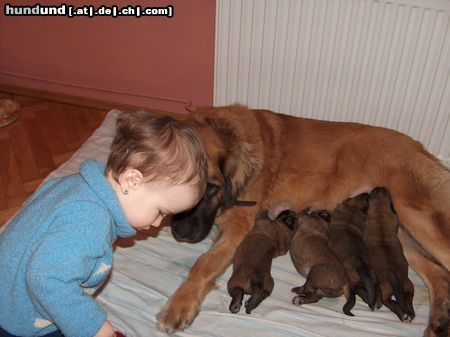Leonberger Hunde Foto 22347 Leonberger Dokarmianie :)