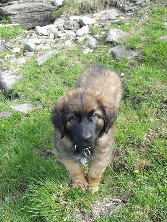 Leonberger Hunde Foto 30239 in höherer Auflösung ansehen Leonberger Ginnyfee vom Welland