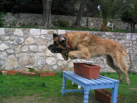 Leonberger Hunde Foto 31968 in höherer Auflösung ansehen Leonberger hehe