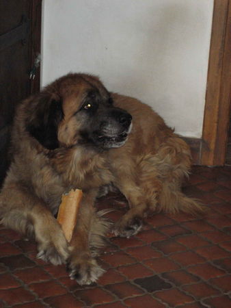 Leonberger Hunde Foto 31971 in höherer Auflösung ansehen Leonberger baguette