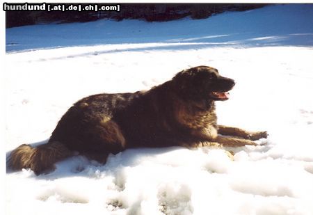 Leonberger Hunde Foto 4593 Leonberger Das ist meine Leonbergerhündin Ina