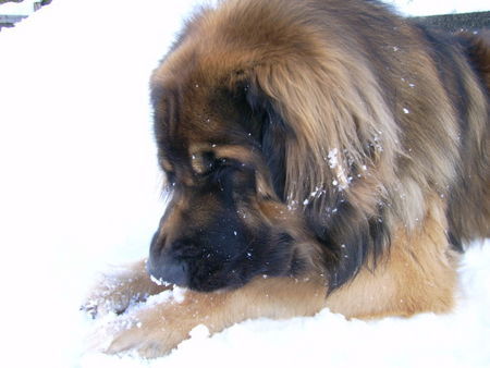 Leonberger Hunde Foto 29975 in höherer Auflösung ansehen Leonberger Cody Leo vom Illertal, 2,5 Jahre