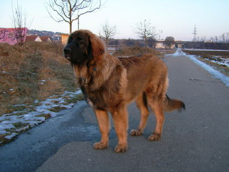 Leonberger El Capitano-Apollo vom Holzland, 6 Monate