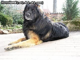 Leonberger Hunde Foto 24494 Leonberger unser leo