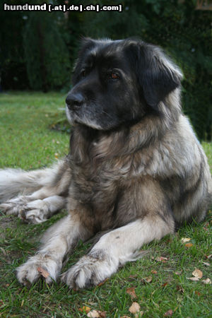 Leonberger Hunde Foto 45217 Leonberger Lena