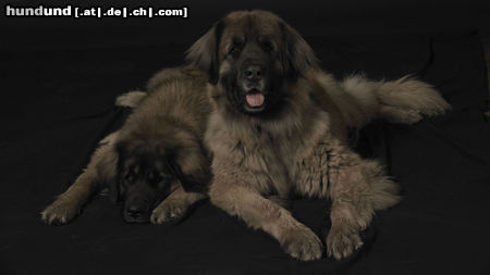 Leonberger Hunde Foto 45974 in höherer Auflösung ansehen Leonberger Lotti und Emma