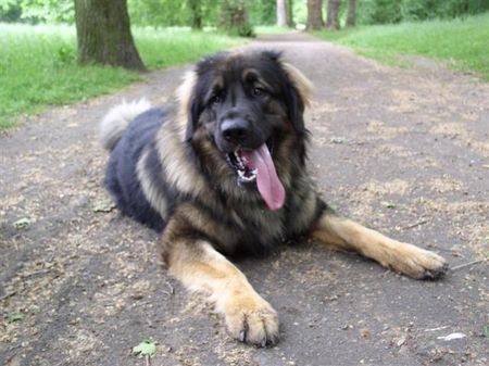 Leonberger Hunde Foto 38130 Leonberger Nero 16Monate alt