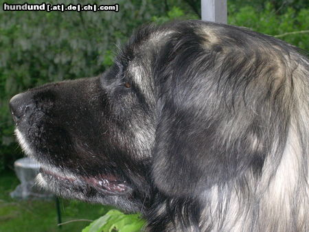 Leonberger Lena