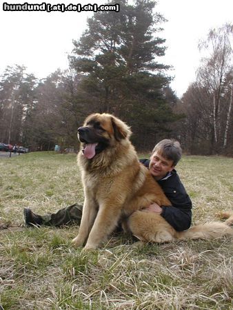 Leonberger Hunde Foto 5046 Leonberger CH. Breddy Sedmidomky -rüde