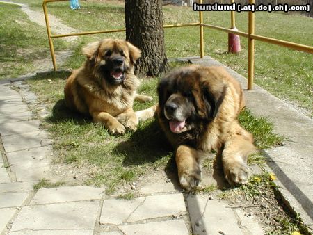 Leonberger Hunde Foto 5048 Leonberger CH. Breddy Sedmidomky + Achát Severozápadní cesta