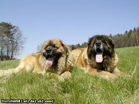 Leonberger Hunde Foto 5049 Leonberger CH. Breddy Sedmidomky + Achát Severozápadní cesta