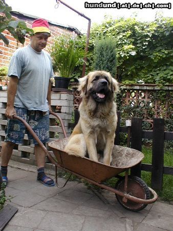 Leonberger Hunde Foto 5042 Leonberger CH. Breddy Sedmidomky -rüde