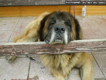 Leonberger Hunde Foto 5051 Leonberger Achát Severozápadní cesta