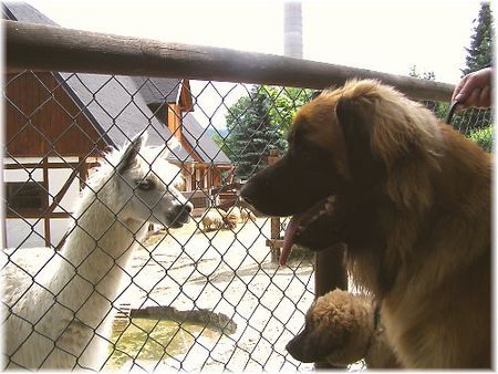 Leonberger Hunde Foto 39185 in höherer Auflösung ansehen Leonberger Unser Leo