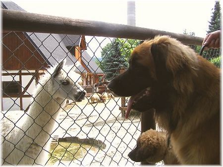 Leonberger Unser Leo