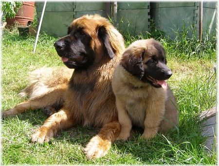 Leonberger Hunde Foto 39186 in höherer Auflösung ansehen Leonberger Unser Leo mit Baby Nele