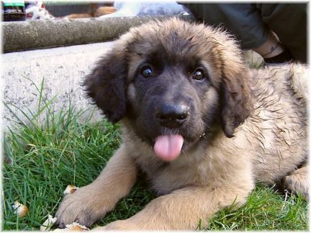 Leonberger Hunde Foto 39189 in höherer Auflösung ansehen Leonberger Unsere Nele