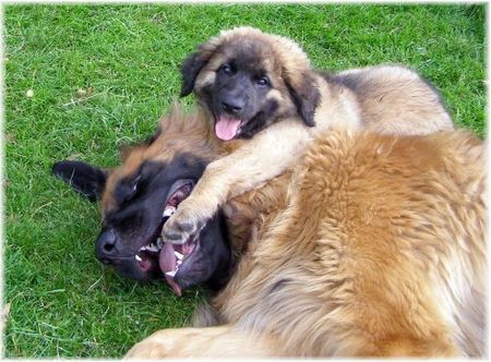 Leonberger Hunde Foto 39187 in höherer Auflösung ansehen Leonberger Unser Leo mit Baby Nele