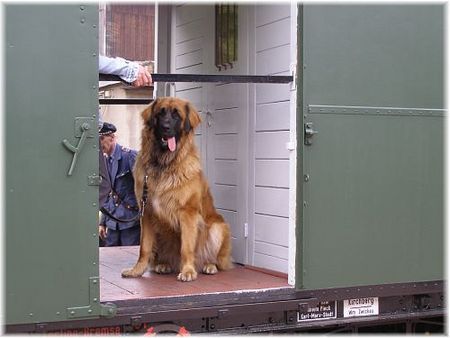 Leonberger Hunde Foto 39203 in höherer Auflösung ansehen Leonberger Leo in der Museumsbahn