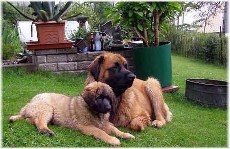 Leonberger Unser Leo mit Baby Nele