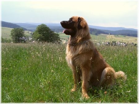 Leonberger Hunde Foto 39184 in höherer Auflösung ansehen Leonberger Unser Leo