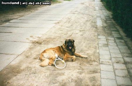 Leonberger Hunde Foto 6364 Leonberger Hector vom grossen Löwen alias Caddy