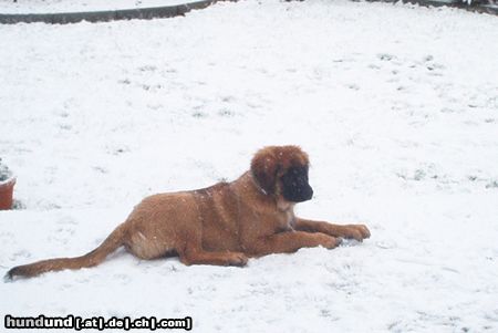 Leonberger Hunde Foto 7793 Leonberger Das ist Darcy 5 Monate