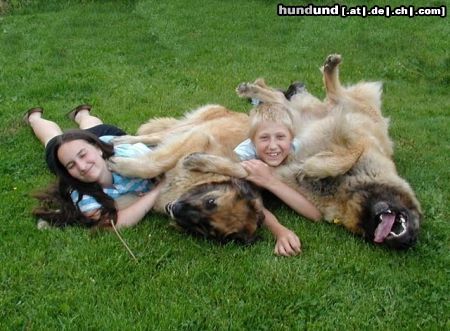 Leonberger Hunde Foto 22155 in höherer Auflösung ansehen Leonberger wir spielen gern